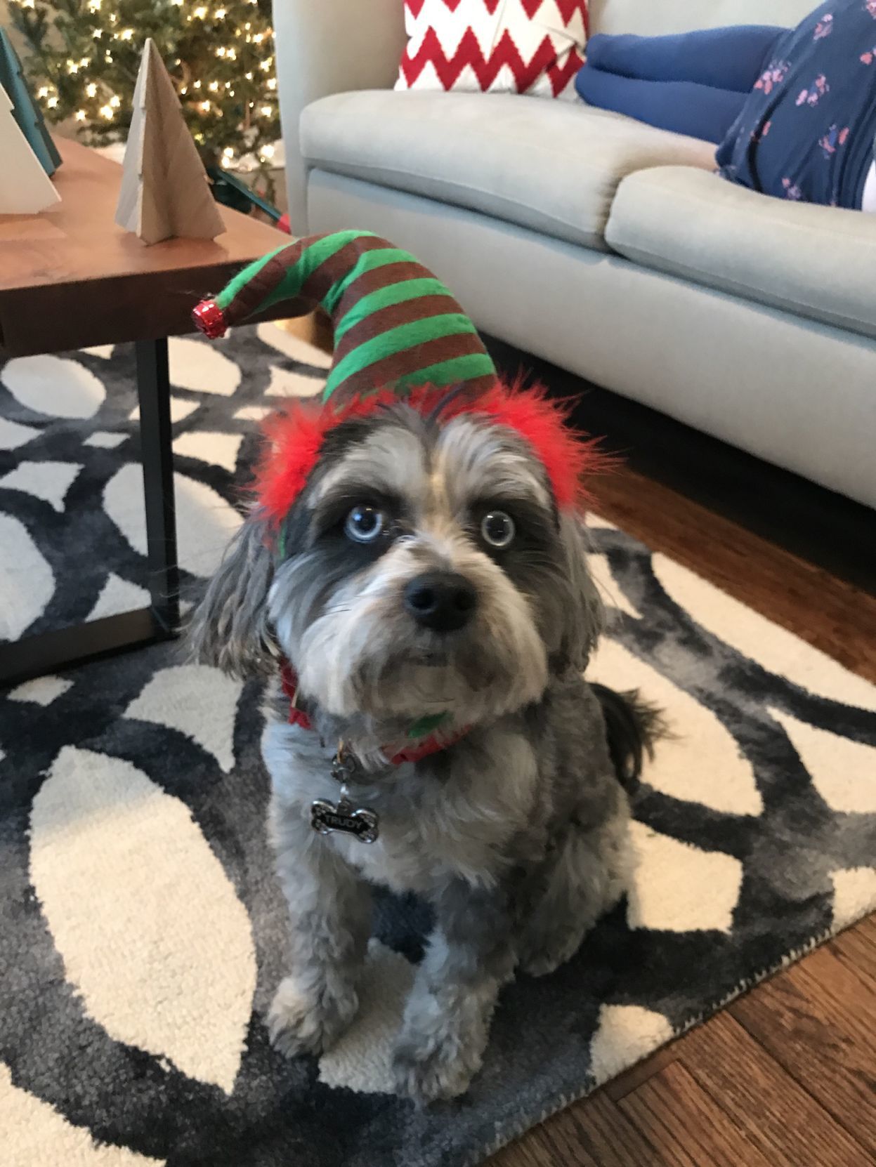 The Times Cutest Pets of Winter 2018